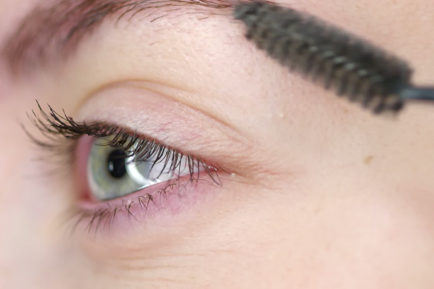 Close-up of the tail of a brow being groomed